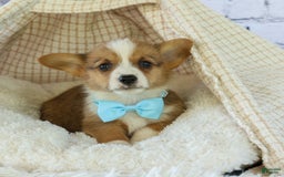 Welsh Corgi Pembroke dogs for sale: Griffin - Image 15