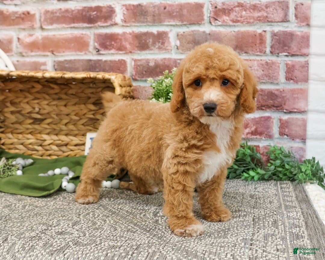 Miniature Poodle dogs for sale: Ruben - Image 4
