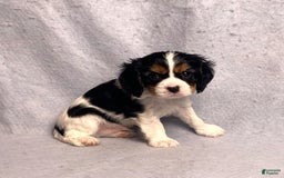 Cavalier King Charles Spaniel dogs for sale: Bear - Image 4