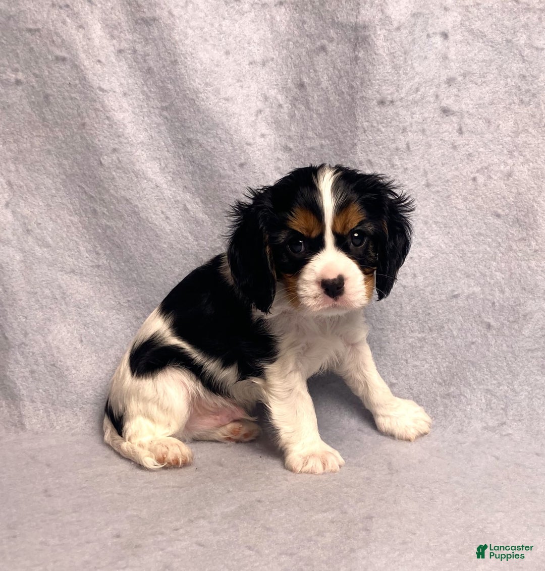 Cavalier King Charles Spaniel dogs for sale: Bear - Image 4