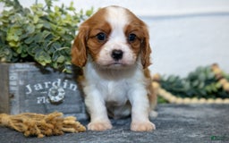 Cavalier King Charles Spaniel dogs for sale: Carter - Image 1