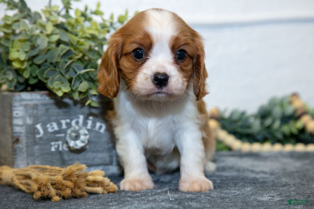 Cavalier King Charles Spaniel dogs for sale: Carter - Image 1