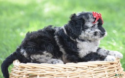 Mini Goldendoodle dogs for sale: Devonte - Image 5