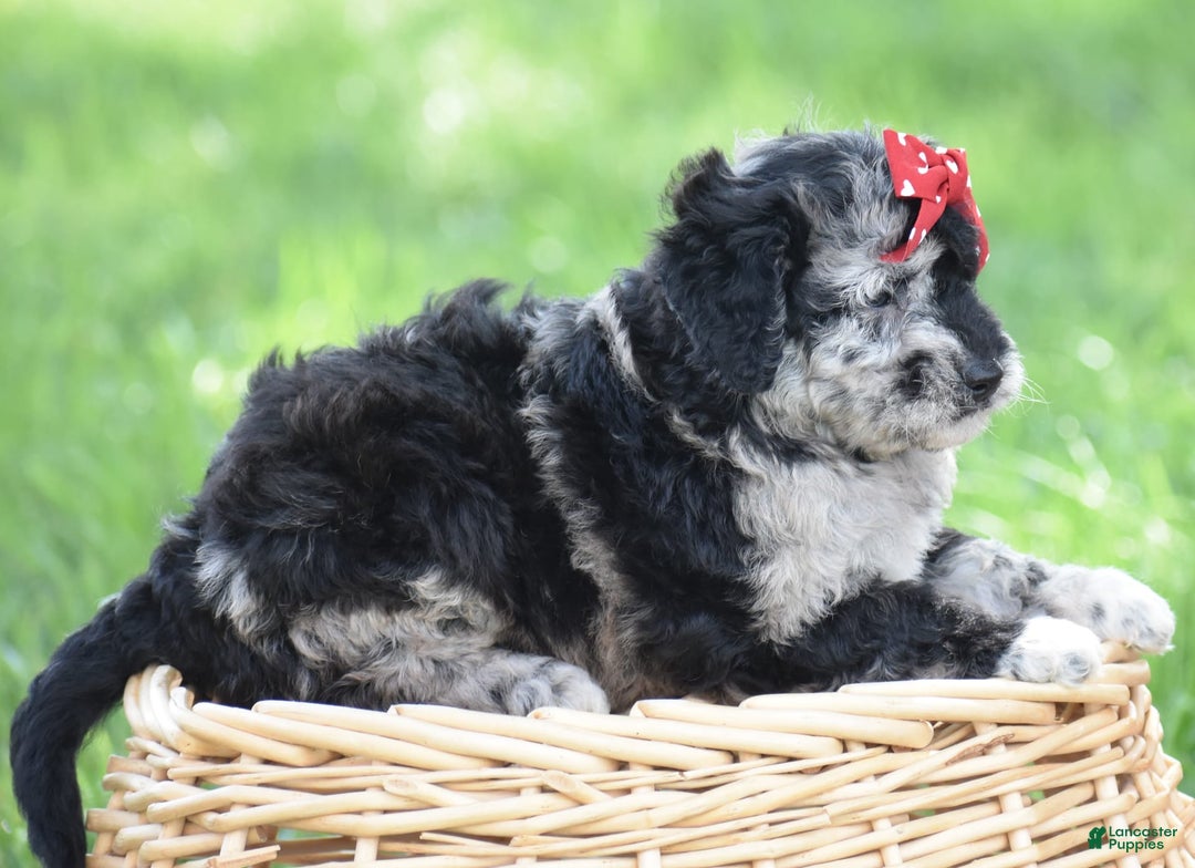Mini Goldendoodle dogs for sale: Devonte - Image 5