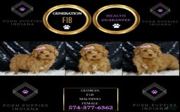 Maltipoo dogs for sale: Georgia - Image 3
