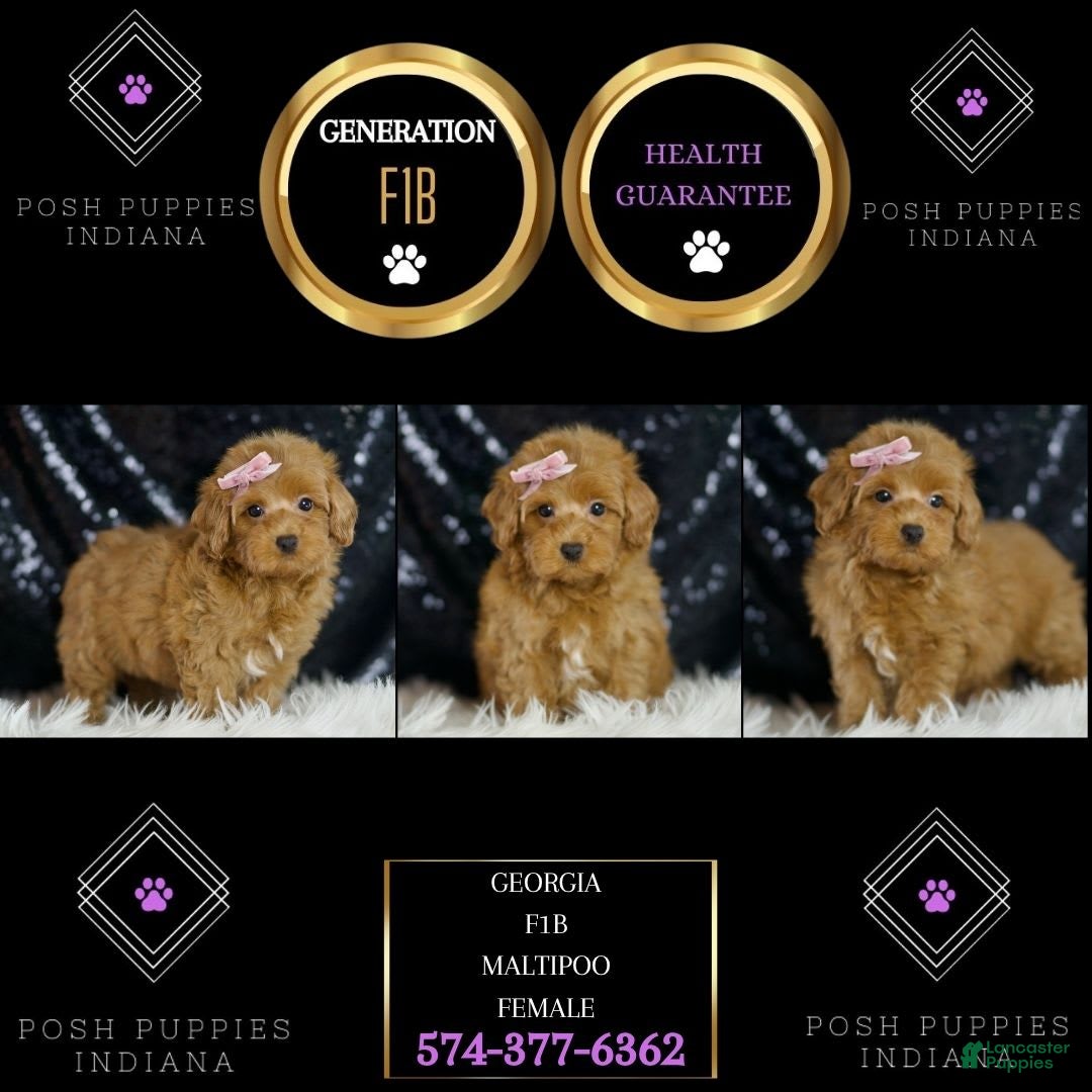 Maltipoo dogs for sale: Georgia - Image 3
