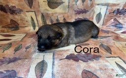 German Shepherd dogs for sale: Cora - Image 7