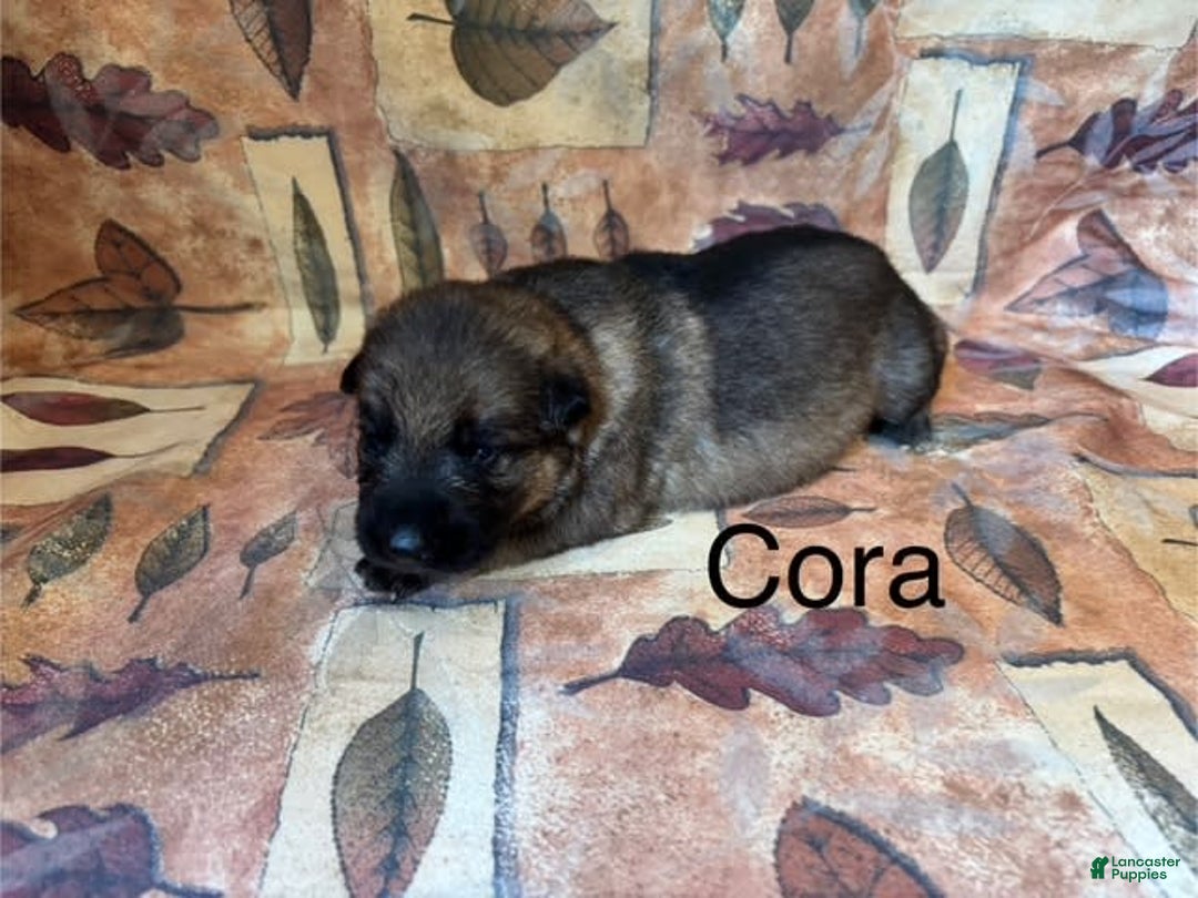German Shepherd dogs for sale: Cora - Image 7