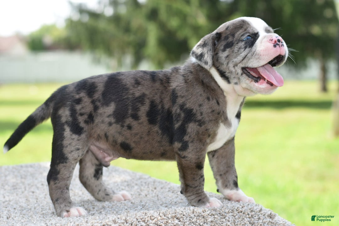 Olde English Bulldogge dogs for sale: Enzo blue eyes mini bulldogge - Image 13