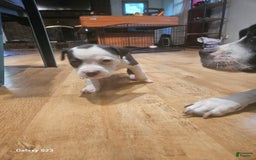 American Bully dogs for sale: Star - Image 1