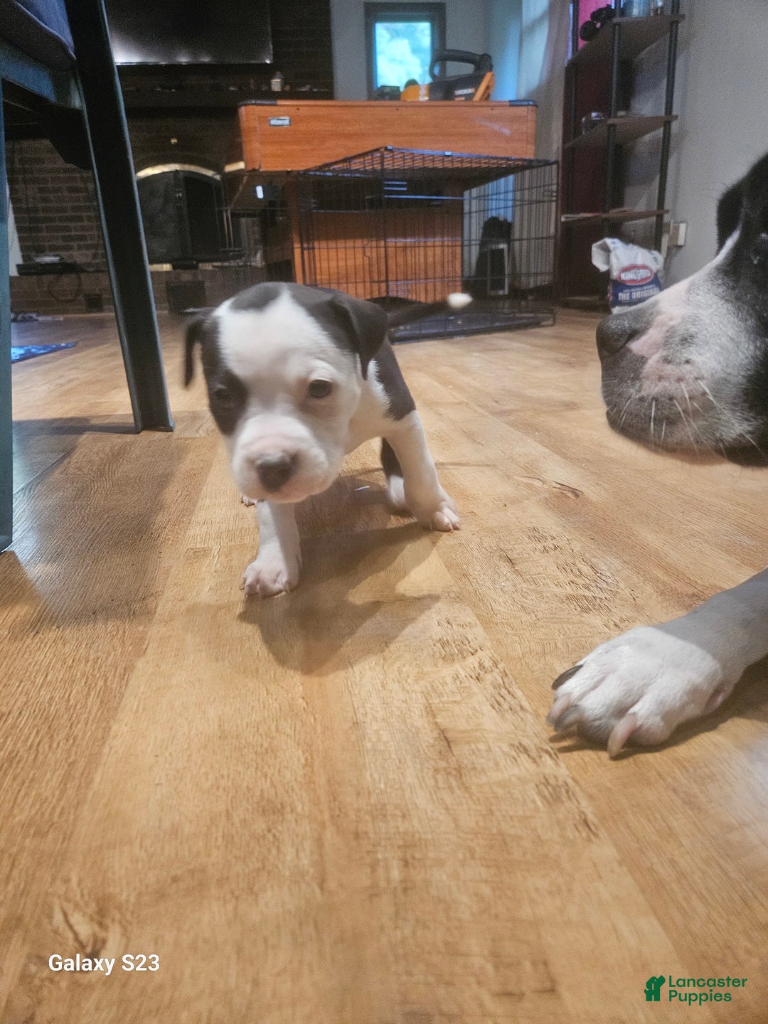American Bully dogs for sale: Star - Image 1
