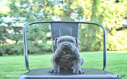 Cane Corso dogs for sale: Batista - Image 4