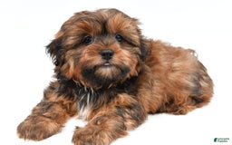 Shorkie dogs for sale: Nickle - Image 4