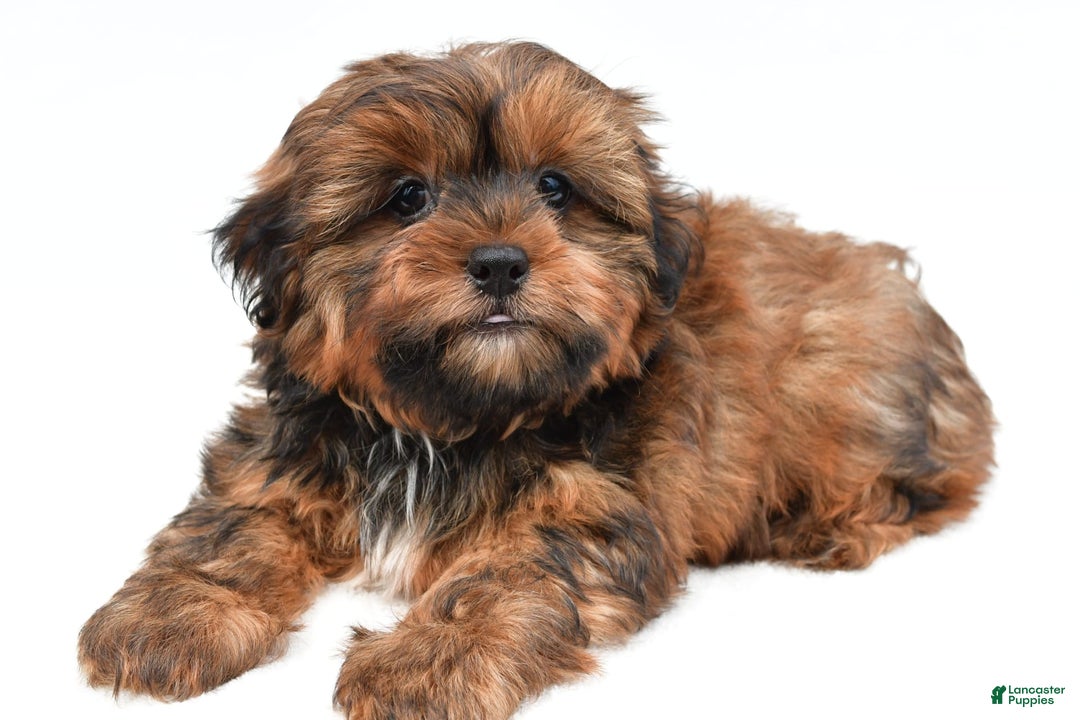 Shorkie dogs for sale: Nickle - Image 4