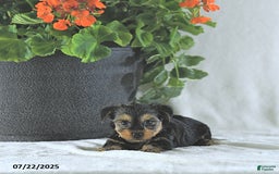 Yorkshire Terrier dogs for sale: Kody - Image 5