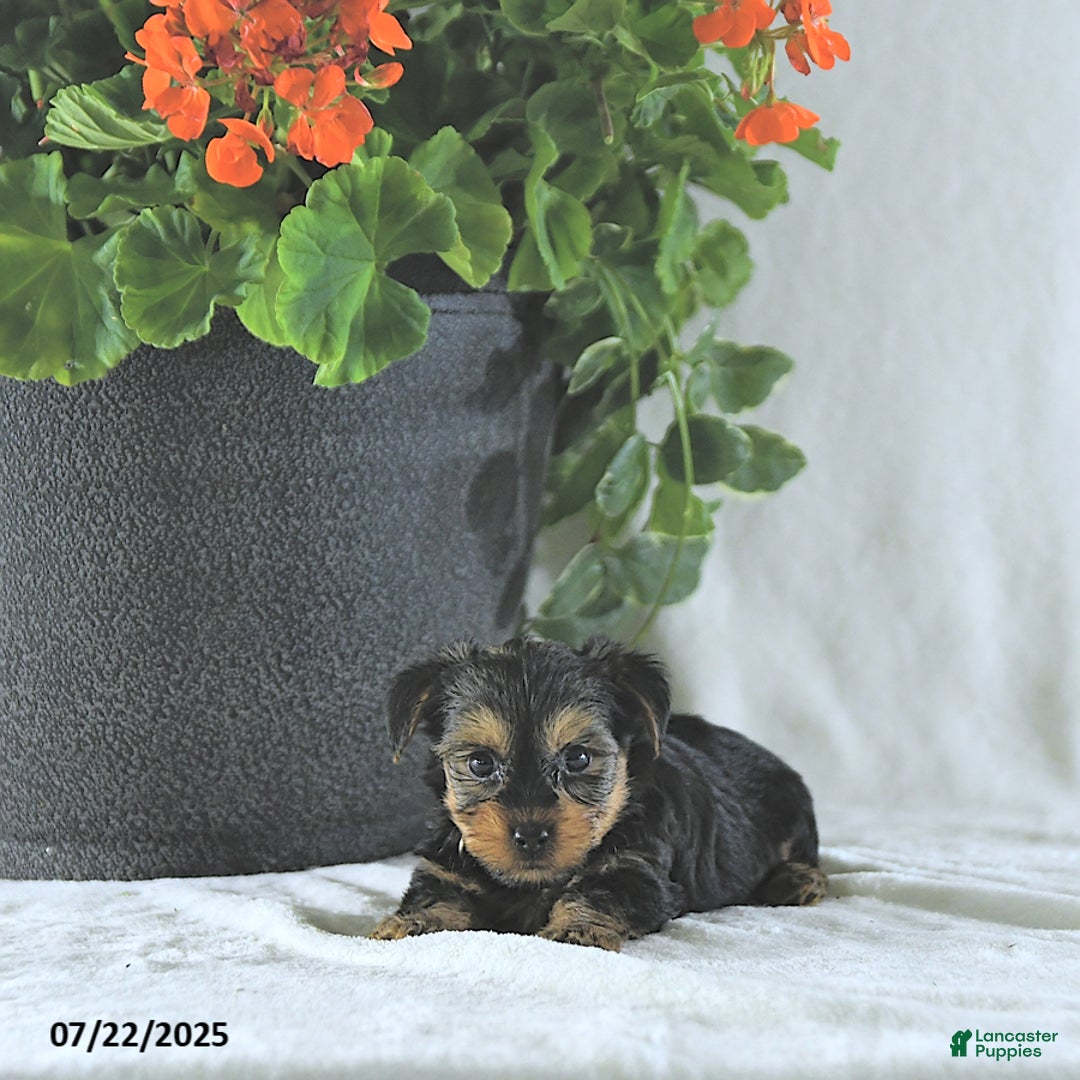 Yorkshire Terrier dogs for sale: Kody - Image 5