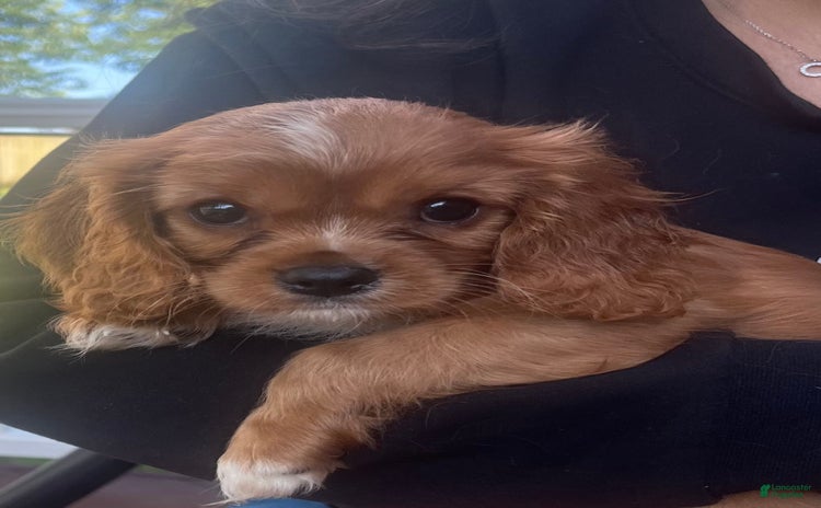 Cavalier King Charles Spaniel dogs for sale - Ad 4