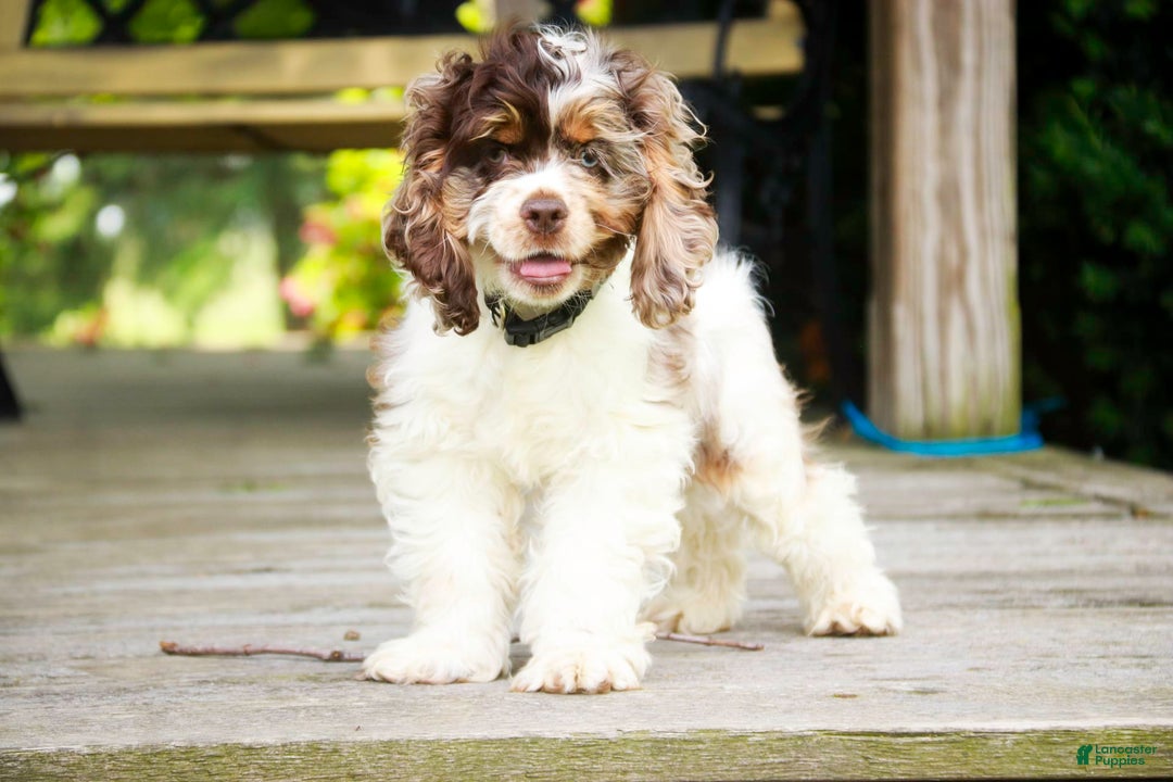 Cocker Spaniel dogs for sale: Beckham - Image 22