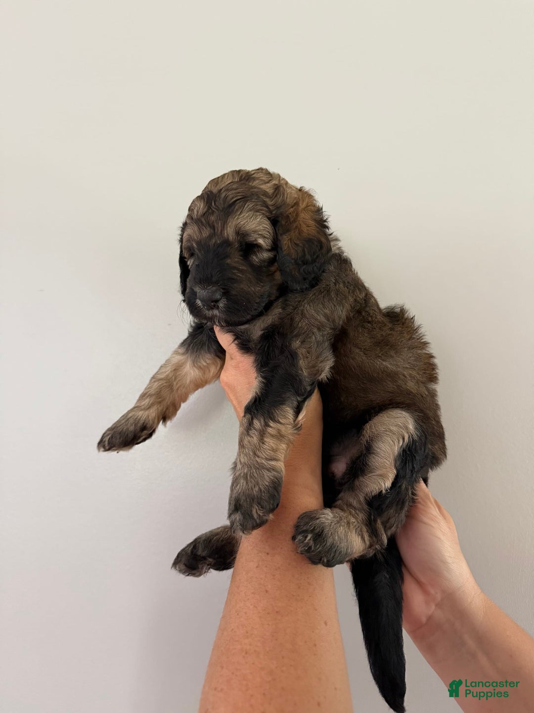 Bernedoodle dogs for sale: Pink Collar Girl - Image 7