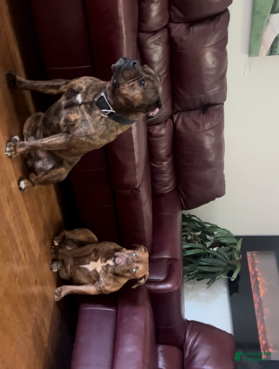 Olde English Bulldogge dogs for sale: Olde English Bulldogge 3 puppies - Image 16