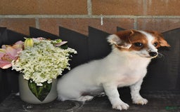 Havanese dogs for sale: Bessy - Image 22