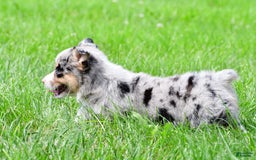 Australian Shepherd dogs for sale: Luna - Image 8