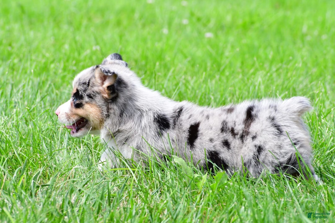 Australian Shepherd dogs for sale: Luna - Image 8