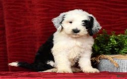 Sheepadoodle dogs for sale: Sammy - Image 3