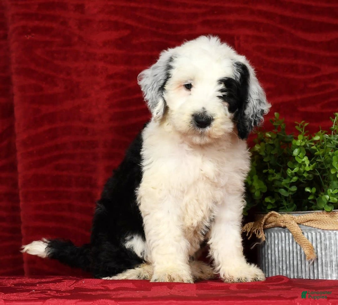 Sheepadoodle dogs for sale: Sammy - Image 3