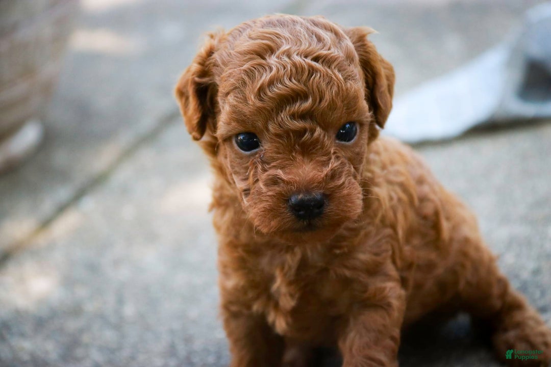 Miniature Poodle dogs for sale: Ted - Image 2