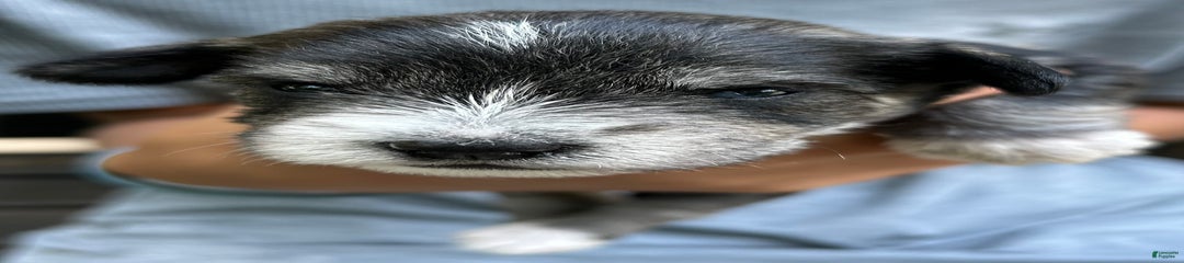 Dash