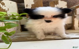 Pomeranian dogs for sale: Bear - Image 14
