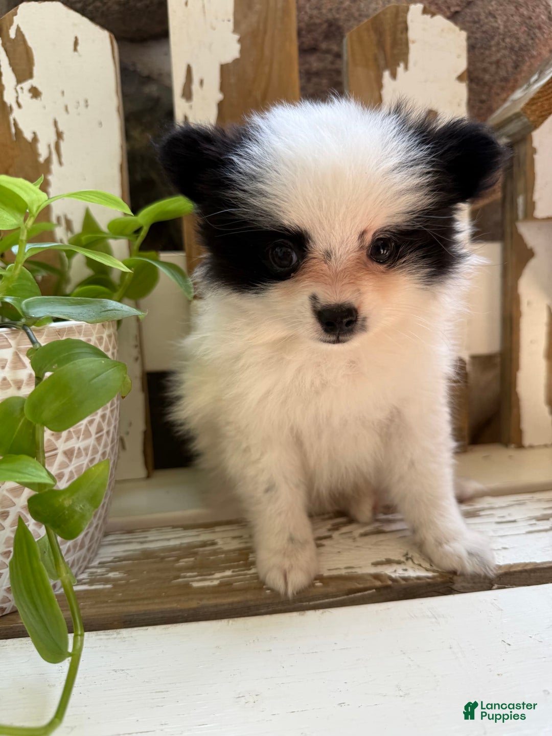 Pomeranian dogs for sale: Bear - Image 14