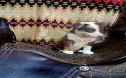 Border Collie dogs for sale: Border Collie 3 puppies - Image 2