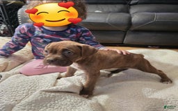 Boxer dogs for sale: Latte - Image 2