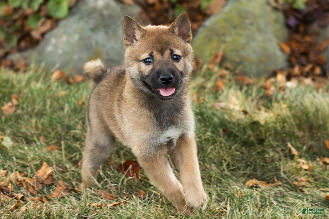 Shiba Inu dogs for sale: Jed - Image 5