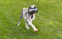Great Dane dogs for sale: Heather - Image 11