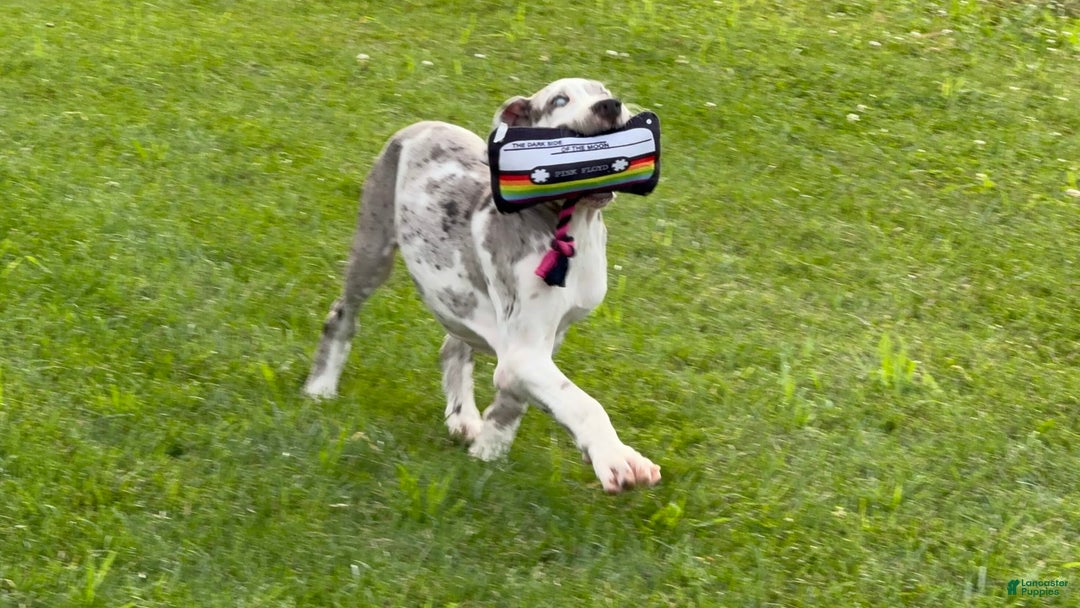 Great Dane dogs for sale: Heather - Image 11
