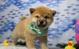 Shiba Inu dogs for sale: Larry - Image 29