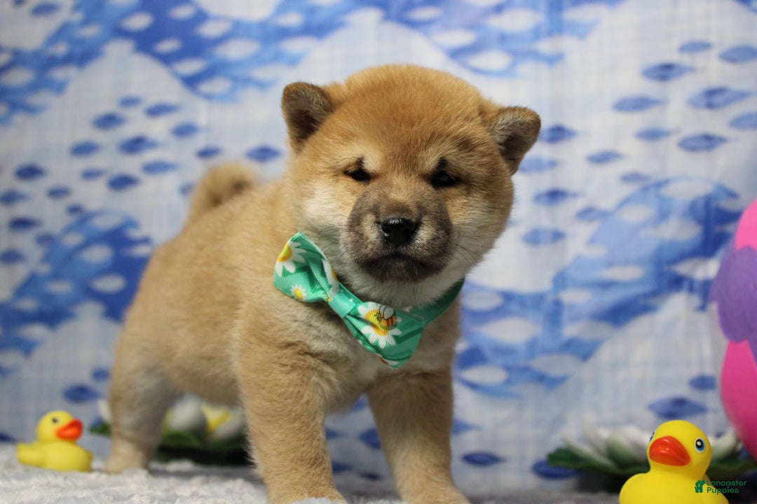 Shiba Inu dogs for sale: Larry - Image 29