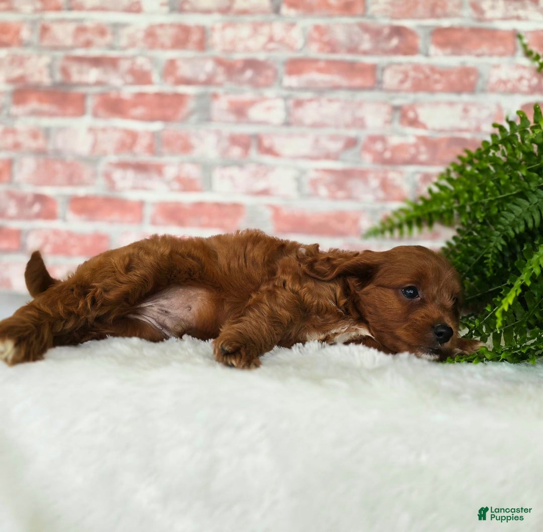 Cavapoo dogs for sale: Bryce - Image 2