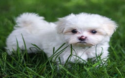 Maltese dogs for sale: Reign - Image 7