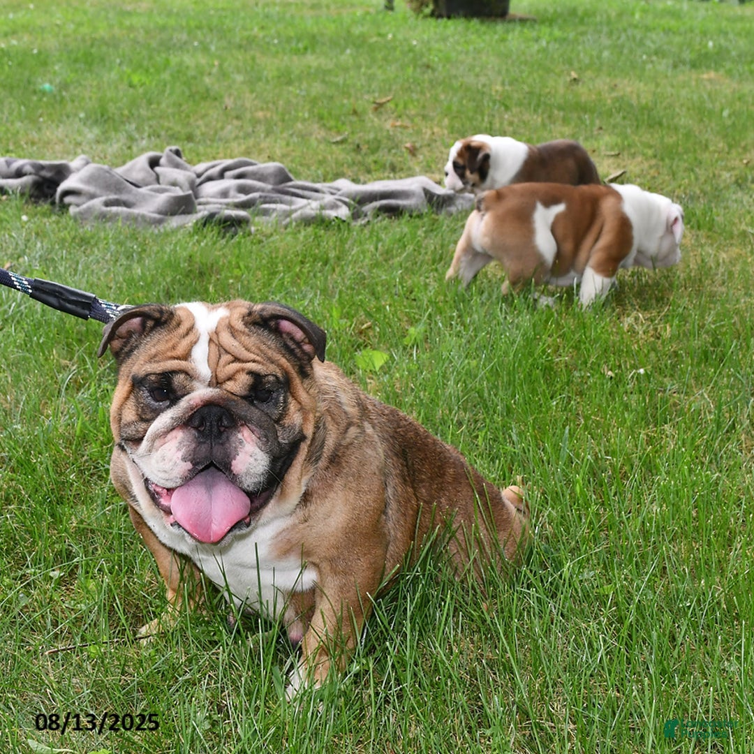 English Bulldog dogs for sale: Rocky - Image 6