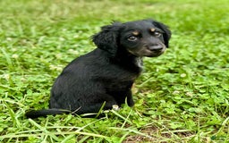 Dachshund dogs for sale: Molasses - Image 9