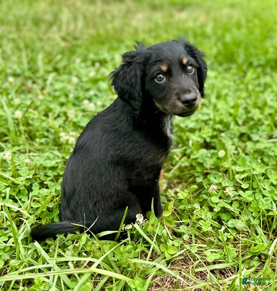 Dachshund dogs for sale: Molasses - Image 9