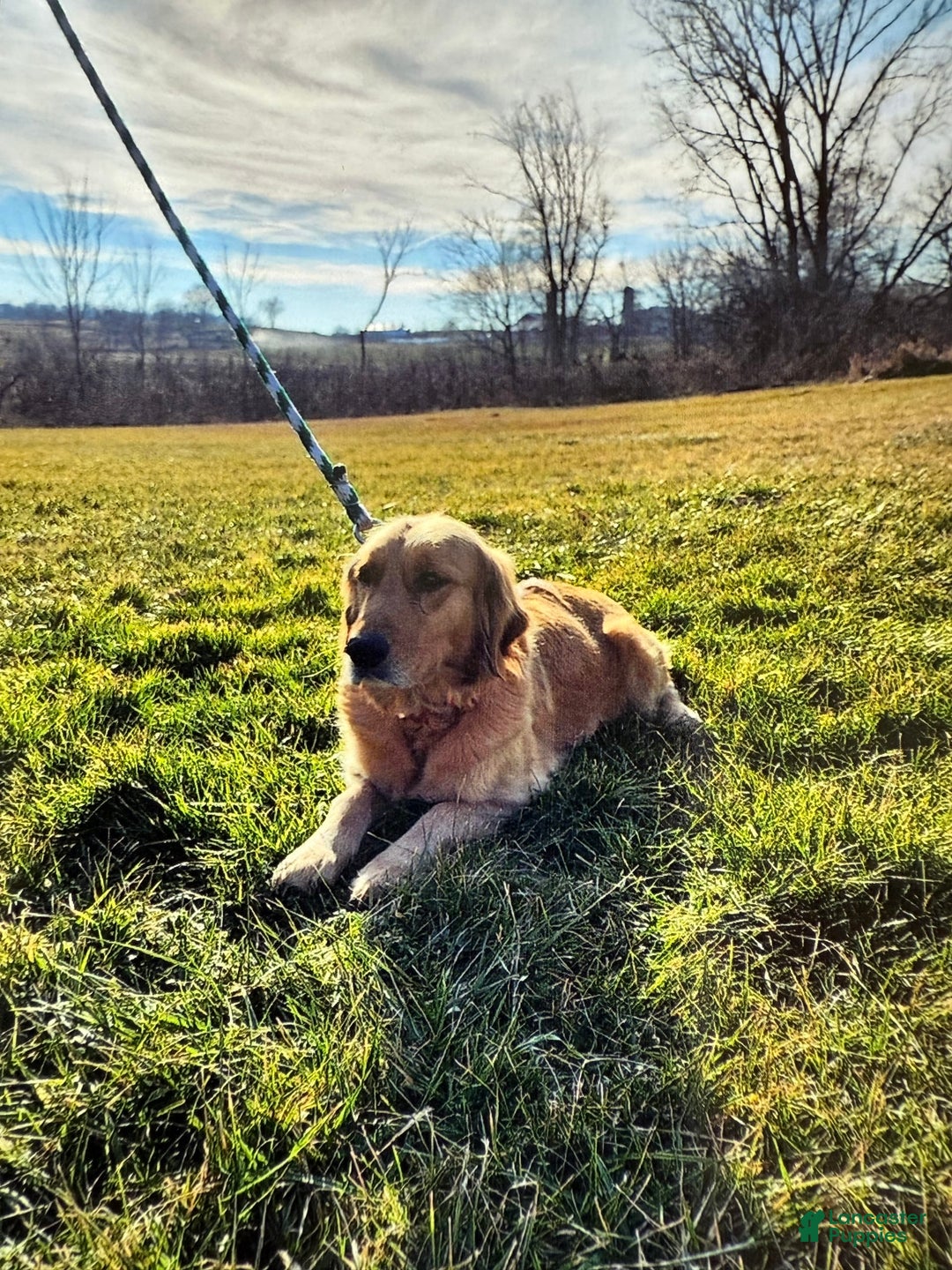 Goldendoodle dogs for sale: Victor - Image 15