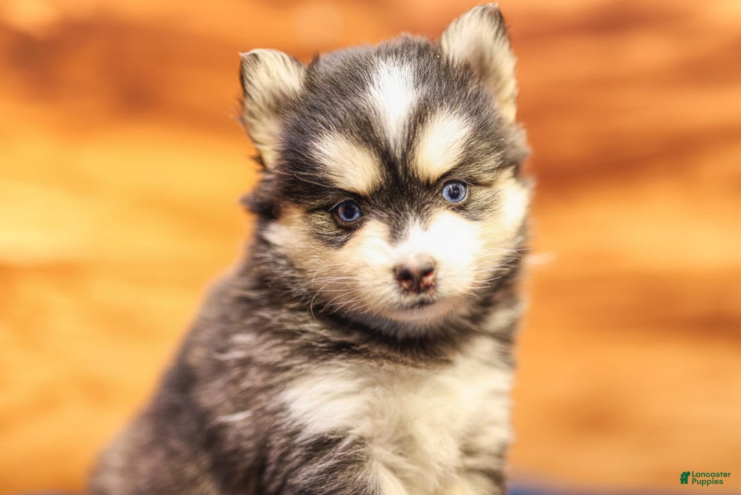 Pomsky dogs for sale: Roxy - Image 3