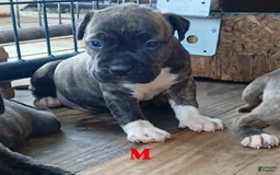 American Pit Bull Terrier dogs for sale: Guage - Image 13