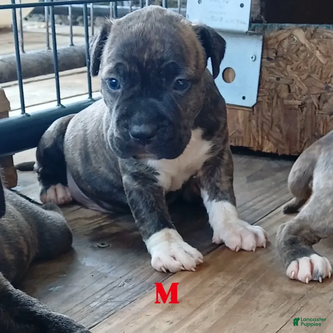 American Pit Bull Terrier dogs for sale: Guage - Image 13