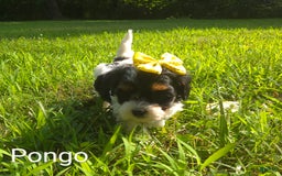 Cavapoo dogs for sale: Pongo - Image 3